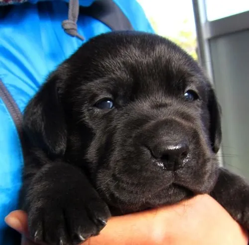 まろ 様のお迎えした子犬