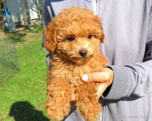 RYU 様のお迎えした子犬