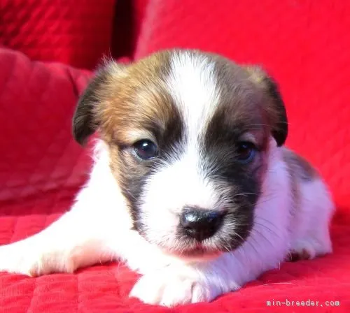 ドーナッツ 様のお迎えした子犬