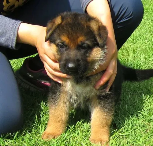 兵頭 真 様のお迎えした子犬