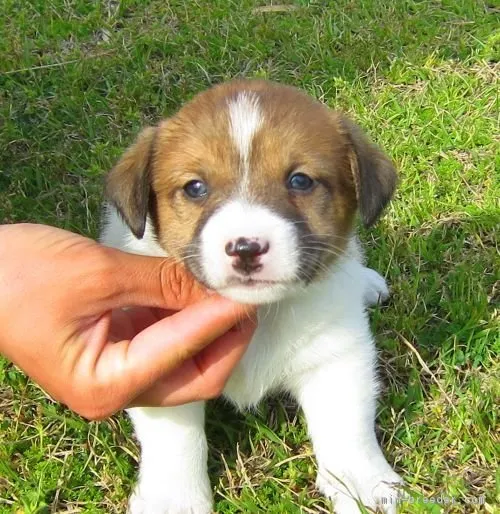 ポン酢 様のお迎えした子犬