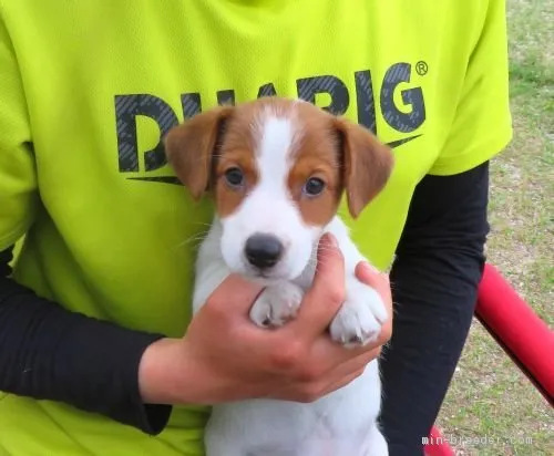 ゆうた君のママ 様のお迎えした子犬