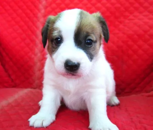 やこ兄ちゃん 様のお迎えした子犬
