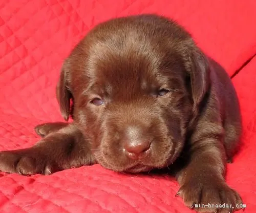 K.M 様のお迎えした子犬