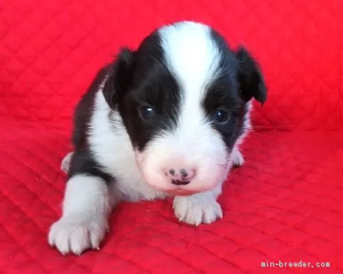 ID:2011-03222の子犬