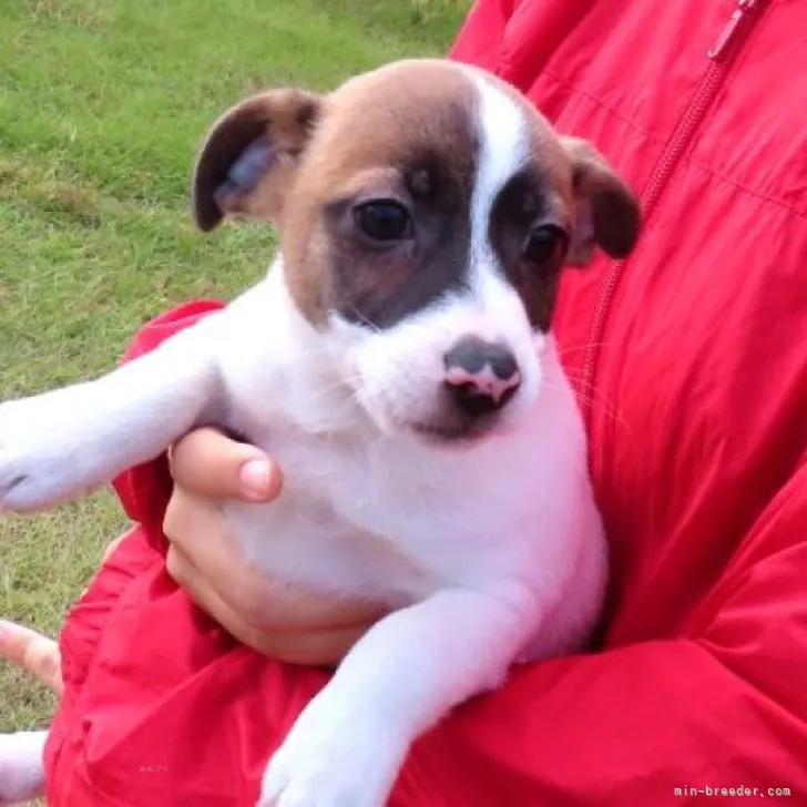 ID:2311-03146の子犬