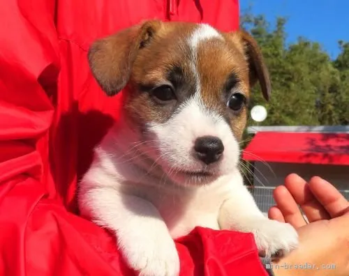 かんと 様のお迎えした子犬