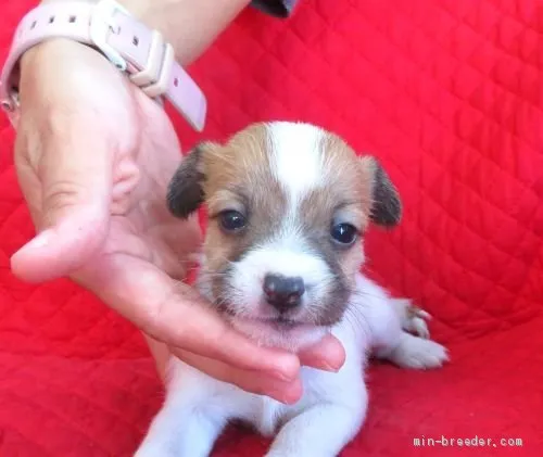 くりきんとん 様のお迎えした子犬