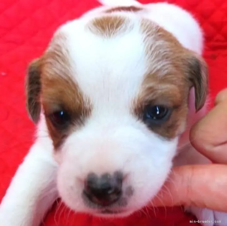 Y.Y 様のお迎えした子犬