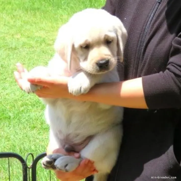 ID:2205-04166の子犬