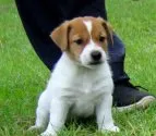 ジャックラッセルテリア【宮崎県・男の子・2017年9月7日・ホワイト&タン (ブロークン)】の写真1「ＣＯ－３　（１０/１４日撮影）」