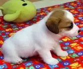 ジャックラッセルテリア【宮崎県・女の子・2024年8月10日・ホワイト&タン】の写真4