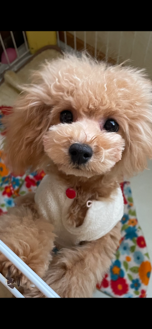 ママのラズちゃん3歳｜高橋　美幸(たかはし　みゆき)ブリーダー(北海道・トイプードル・JKC登録)の紹介写真5