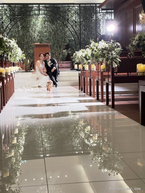 モデル犬として活躍中のピアニーちゃん｜高橋　美幸(たかはし　みゆき)ブリーダー(北海道・トイプードル・JKC登録)の紹介写真6