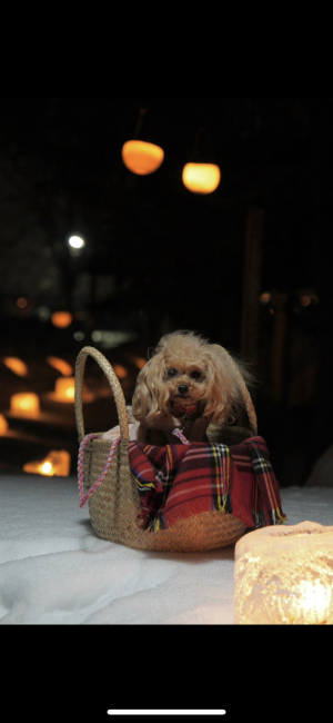 いつまでもベビーフェイス．．．苺ちゃん｜高橋　美幸(たかはし　みゆき)ブリーダー(北海道・トイプードル・JKC登録)の紹介写真7