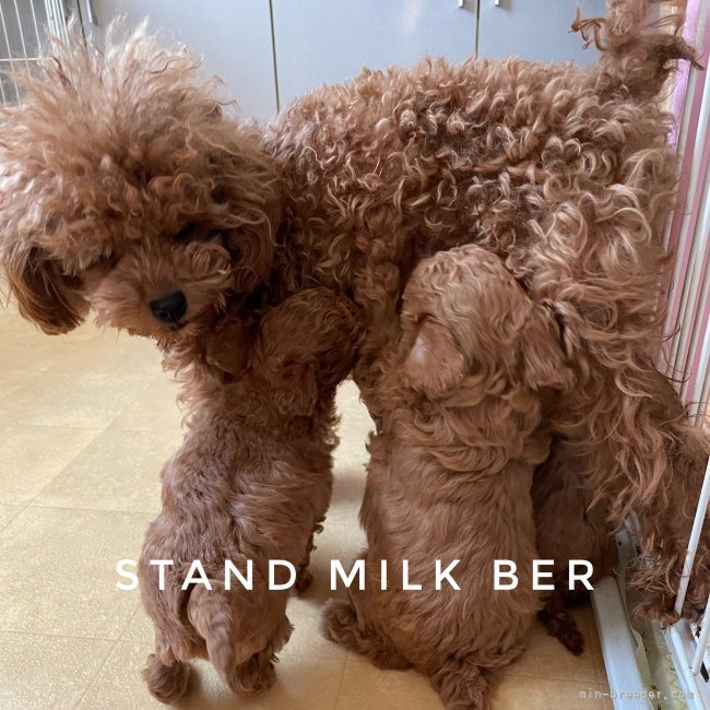 子育て中のハンナちゃん　モテモテでっす🤭｜高橋　美幸(たかはし　みゆき)ブリーダー(北海道・トイプードル・JKC登録)の紹介写真9