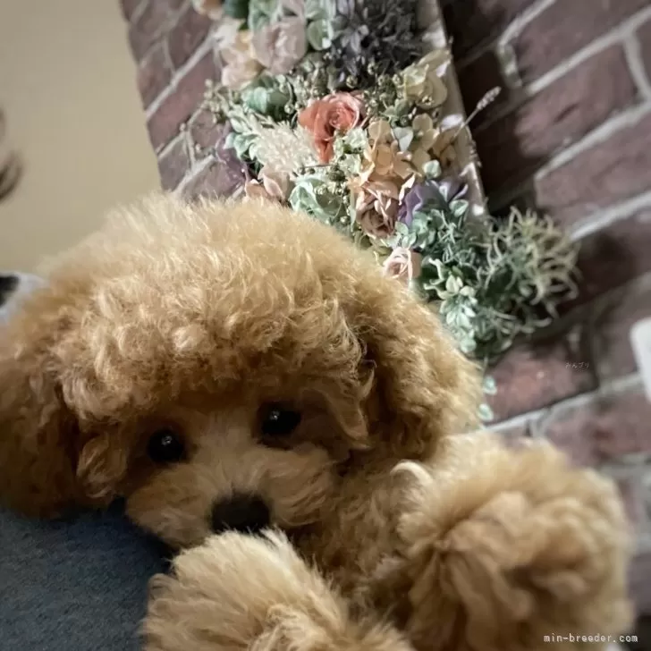 M.Y 様のお迎えした子犬