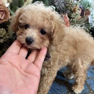 トイプードル(ティーカップ)【北海道・男の子・2025年5月21日・オレンジフォーン】の写真「小さくて愛らしい男の子です🐶」