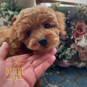 トイプードル(トイ)【北海道・男の子・2025年9月3日・レッドフォーン】の写真「甘えたさんな男の子デス🍭」