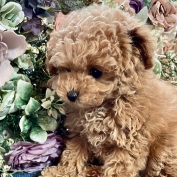 トイプードル(ティーカップ)【北海道・女の子・2025年9月3日・レッドフォーン】の写真「もこもこ小さなプリンセス☆彡」