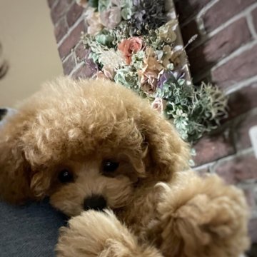 トイプードル(ティーカップ)【北海道・女の子・2024年11月30日・レッドフォーン】の写真「とってもチャーミングな女の子💖」