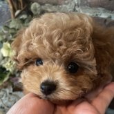 トイプードル(ティーカップ)