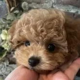 ティーカッププードル