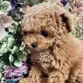 ティーカッププードル