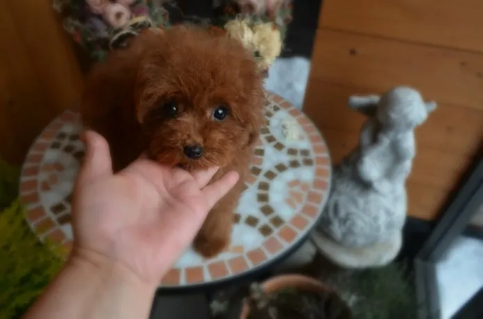 ID：1401-01098の子犬