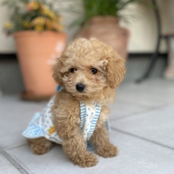 トイプードル(ティーカップ)【北海道・女の子・2024年3月22日・アプリコット】の写真「小顔でキュートな
かわいい女の子🍒」