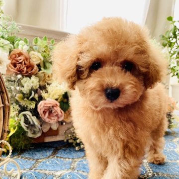 トイプードル(タイニー)【北海道・男の子・2024年3月22日・アプリコット】の写真「上品なお顔立ちな男の子デス❗️」