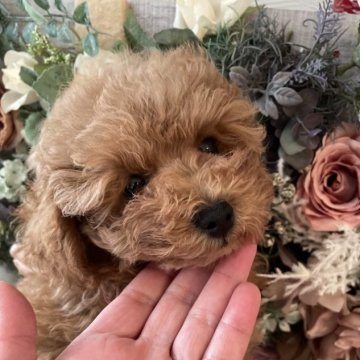 トイプードル(トイ)【北海道・女の子・2023年8月1日・レッド】の写真「お値引き致しました。」