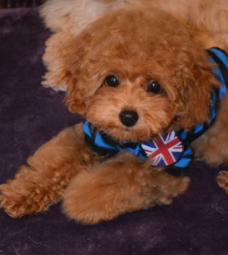 トイプードル(トイ)【北海道・男の子・2019年3月5日・レッド】の写真「良く遊ぶ元気なぼくです♪」