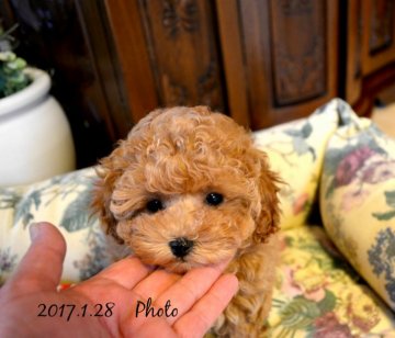 トイプードル(タイニー)【北海道・男の子・2016年11月21日・アプリコット】の写真「・★・　★もこもこおっとりぼーや・」