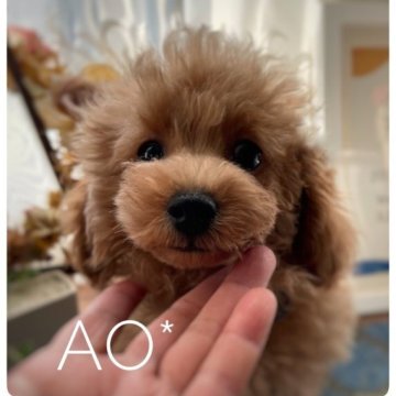 トイプードル(タイニー)【北海道・男の子・2023年8月1日・レッド】の写真「★明るくて穏やかな男の子★3項目遺伝疾患発症無し」