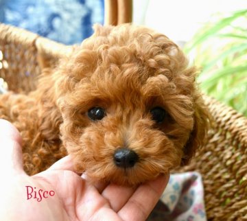 トイプードル(トイ)【北海道・女の子・2017年7月10日・・★・・オチャメなレッドちゃん★・】の写真「マズルの詰まった超キュートな女の子」