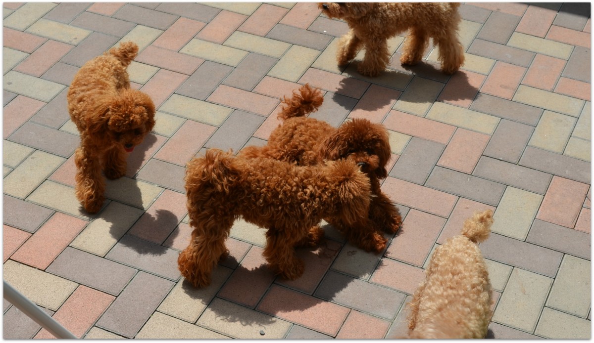 太陽の光をたくさん浴び健康な体作りをしております。日光浴はかかせません！｜高橋　美幸(たかはし　みゆき)ブリーダー(北海道・トイプードル・JKC登録)の紹介写真3