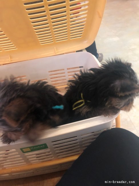 三島郁夫ブリーダーのブログ：嫁ぎ先の子は今。あずき君・アルム君。