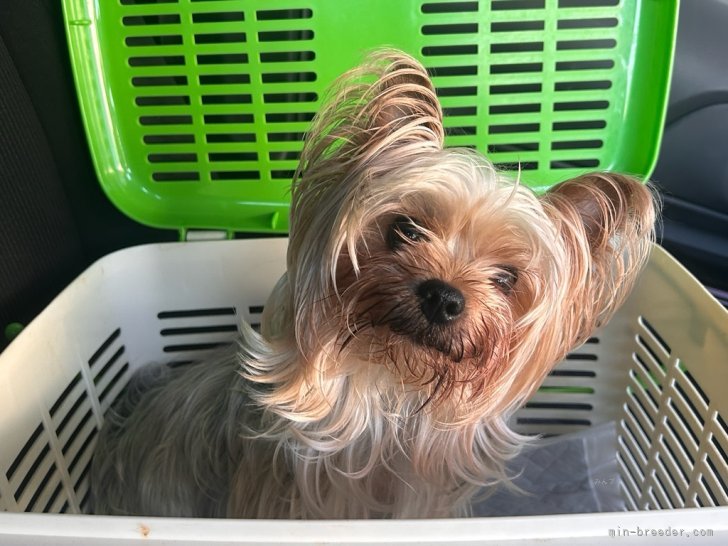 三島郁夫ブリーダーのブログ：犬舎波瑠さんの妊娠検査。