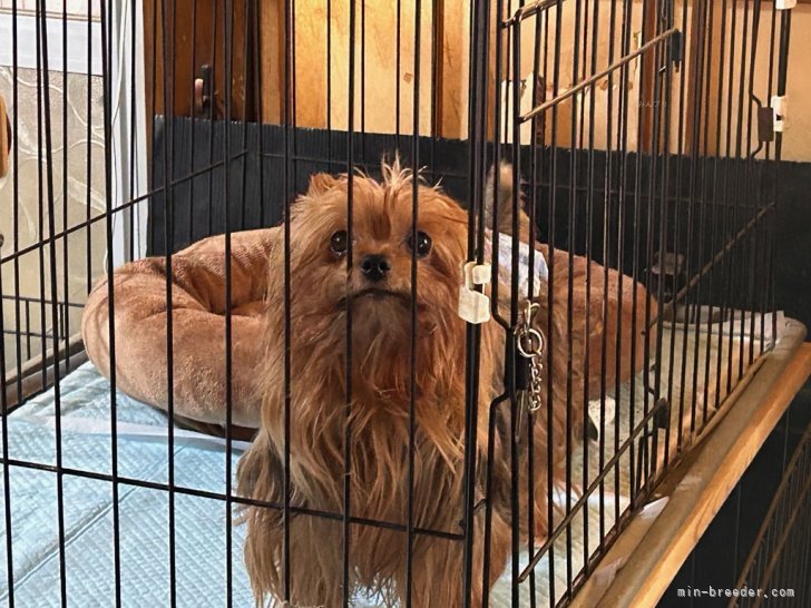 三島郁夫ブリーダーのブログ：犬舎からのお知らせ2025-③