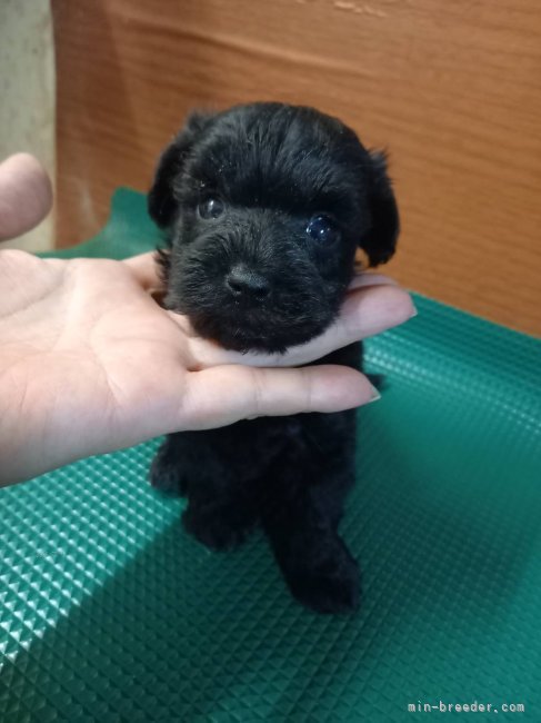 三島郁夫ブリーダーのブログ：つぶみちゃんJrヨープーのオレンジくんは生後35日。