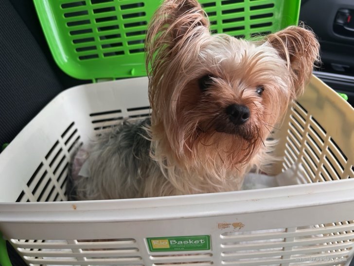 三島郁夫ブリーダーのブログ：犬舎波瑠さんのスメア検査。