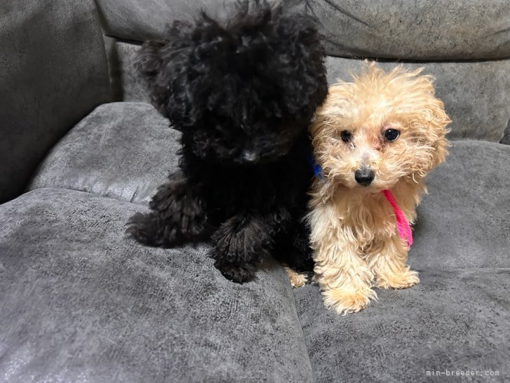 三島郁夫ブリーダーのブログ：仁君Jr兄妹は生後115日。