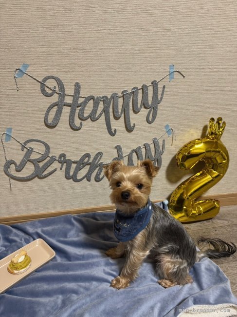 三島郁夫ブリーダーのブログ：嫁ぎ先の子は今。ミルク君。