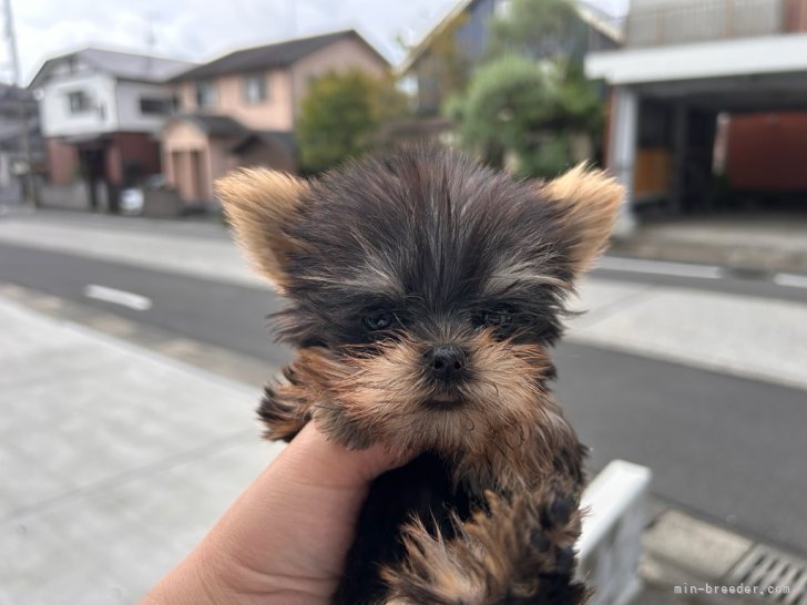 三島郁夫ブリーダーのブログ：小夏ちゃん嫁ぐ。