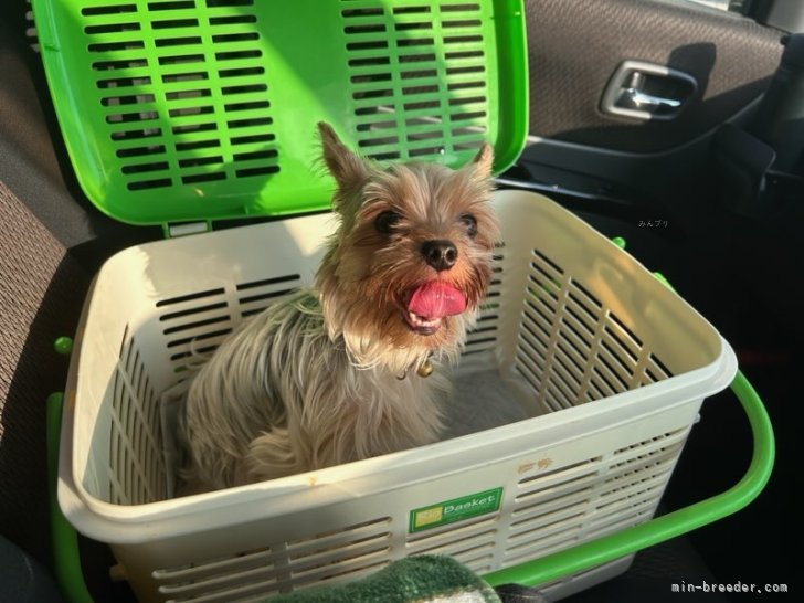 三島郁夫ブリーダーのブログ：犬舎からのお知らせ2025-⑤