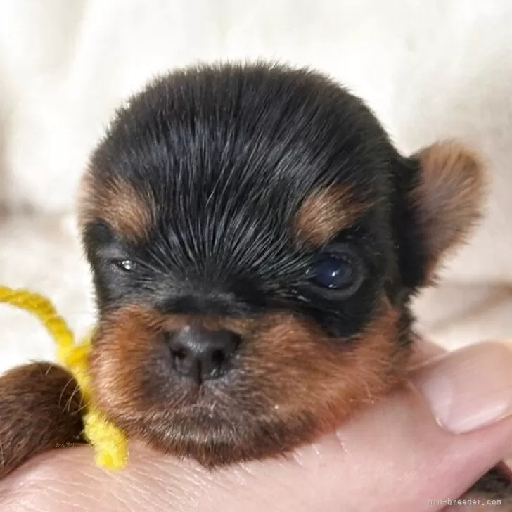 ID：2508-02187の子犬