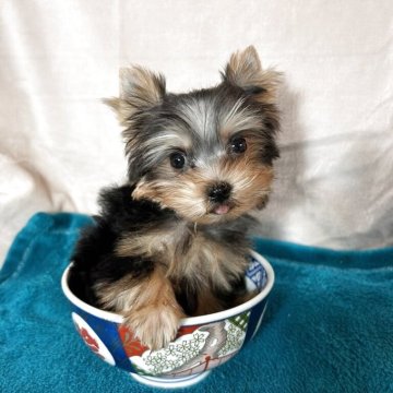 ヨークシャーテリア【鹿児島県・男の子・2025年7月21日・スチールブルー&タン】の写真「スカイくん小振り写真、動画9日UP。」