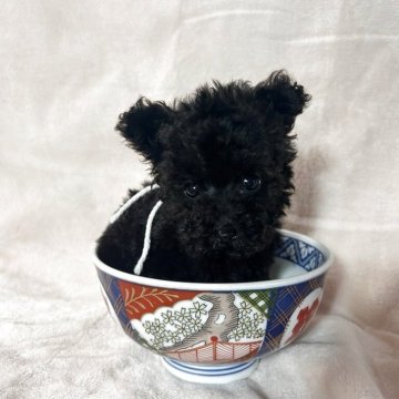 ティーカッププードル【鹿児島県・男の子・2025年2月25日・ブラック】の写真「ホワイトくん。ティーカップ。写真・動画01日UP。」
