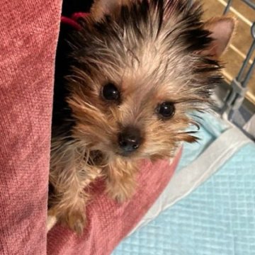 ヨークシャーテリア【鹿児島県・女の子・2024年9月13日・スティールブルー&タン】の写真「健康優良,超極小生後95日で524ｇ写真動画17日」